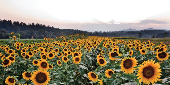 Biltmore-Estate-Sunflowers