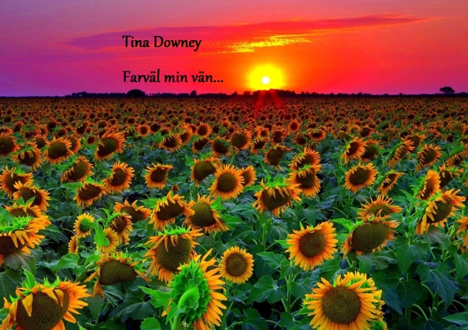 Tina's Sunflowers at Sunset